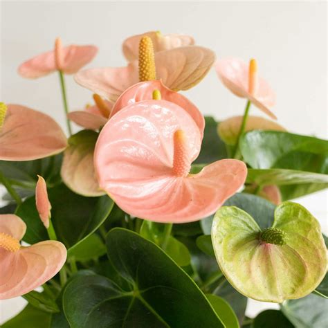 L’Anthurium : nos conseils d'entretien