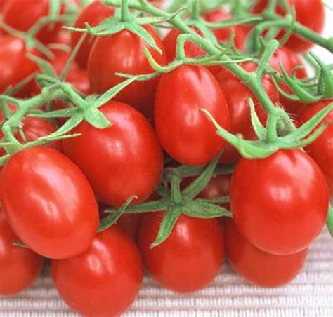 Red Plum Tomato 30 Seeds - Heirloom - Hirt's Gardens