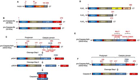 The activation of pro-Caspase-8 and DISC associated proteins: A) The ...