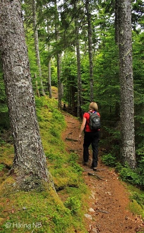 Forested Trail