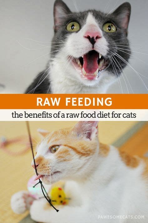 The Benefits of a Raw Food Diet for Cats | Raw food diet, Cat nutrition ...