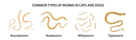 Common types of worms in cats and dogs. medical illustration 11302099 Vector Art at Vecteezy