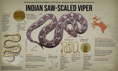 Saw-scaled Viper: Facts, Habitat, Venom | Roundglass | Sustain