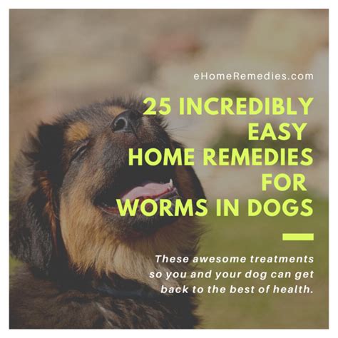 25 Incredibly Easy Home Remedies For Worms In Dogs