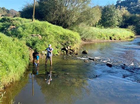 SunLive - Rare fish species found in Ōhiwa - The Bay's News First