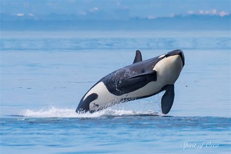 J-Pod & a Humpback Whale - Steller Sea Lions - Spirit of Orca