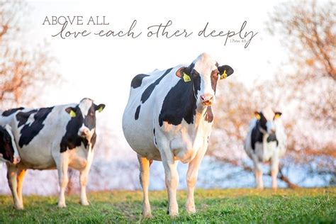 Pin by Theresa Dieck on cattle Quotes | Animals, Cattle, Cow