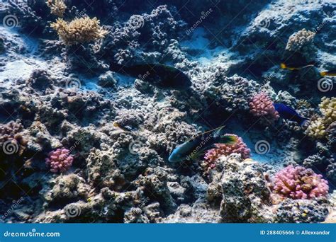 Underwater View of the Coral Reef, Tropical Waters Stock Photo - Image ...