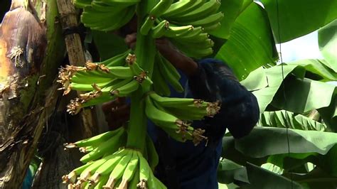 DOLE - Banana Development & Care | Farming techniques, Dole, Farmer