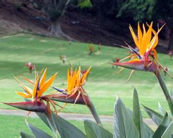 Discover the Punchbowl Crater National Cemetery of the Pacific.