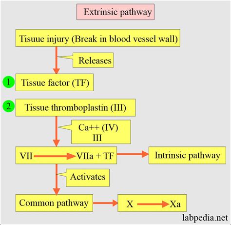 Coagulation:- part 1 - Blood Coagulation process, Coagulation factors ...