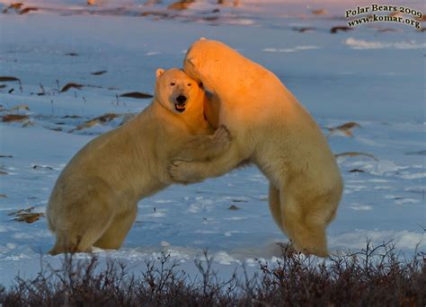 Polar Bears FIGHTING!!!