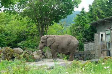 Fuji Safari Park - An Up Close Encounter with Wild Animals | Strictly Ours