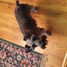 How to Groom a Miniature Schnauzer: 13 Steps (with Pictures)