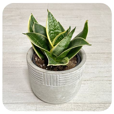 Snake Plant 'Night Owl' (Sansevieria) - Davenport Garden Centre