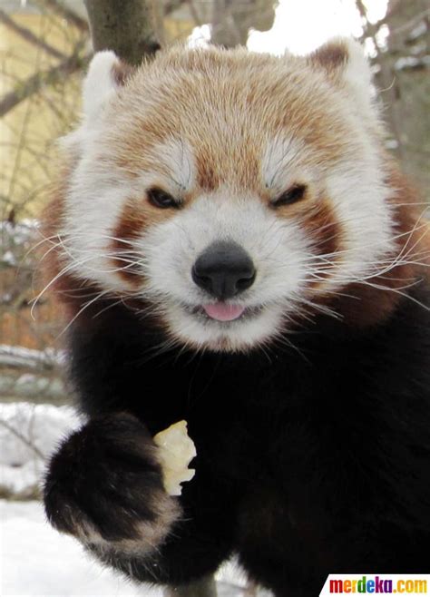 Foto : Mengenal panda merah yang mirip dengan musang dan beruang| merdeka.com