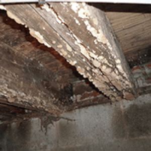 crawlspace-mold - Mold Badger to the rescue!