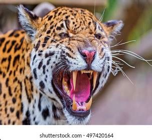 Jaguar Roaring Images, Stock Photos & Vectors | Shutterstock