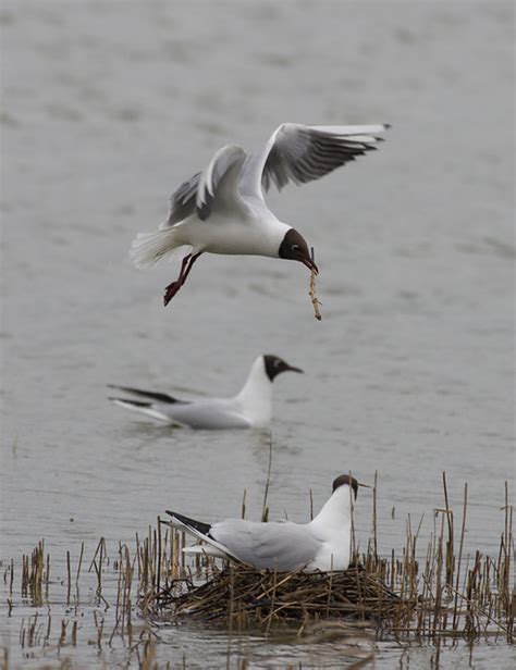 Black headed gull breeding colony, Minsmere – UK Wildlife