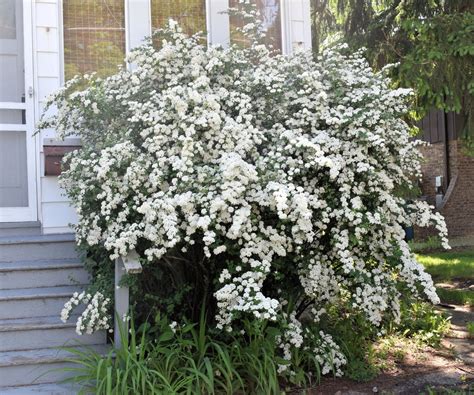 Different Types Of Spirea Bush – What Are Some Popular Varieties Of ...