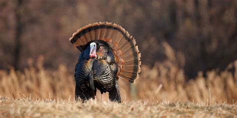 Turkey Hunting Tips | Turkey hunting, Hunting tips, Quail hunting