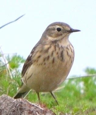 Bird of the Day: American Pipit