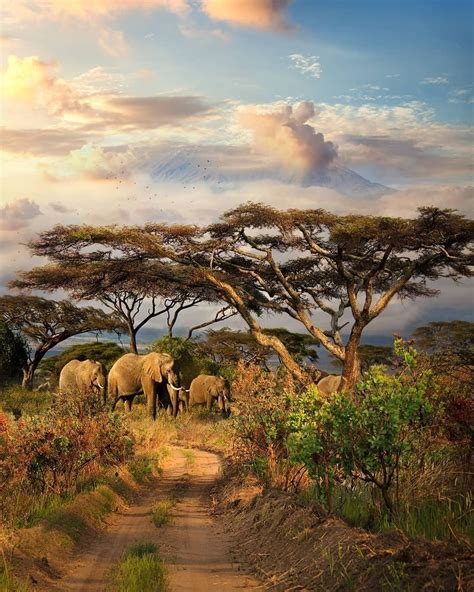 Beautiful Nature African Savanna - Pets Lovers