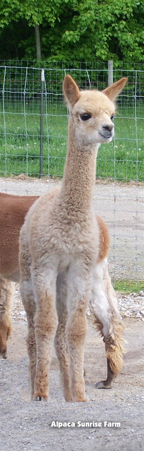 HUACAYA CRIA. Alpaca Sunrise Farm is a full-service Alpaca farm since ...