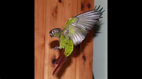 How to set up a cage for a green cheek conure - YouTube