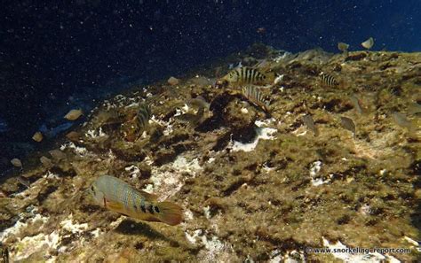 Snorkeling at Casa Cenote, Mayan Riviera | Snorkeling in Mexico