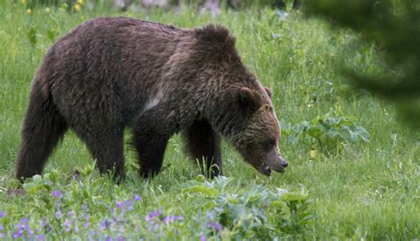 Entering occupied grizzly bear habitat (and comments)