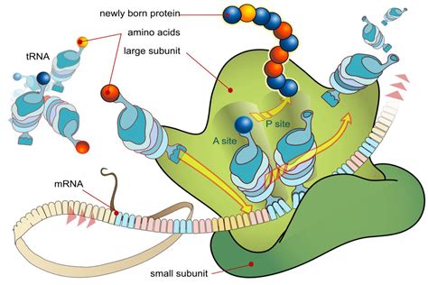 The Translation Process in Protein Synthesis