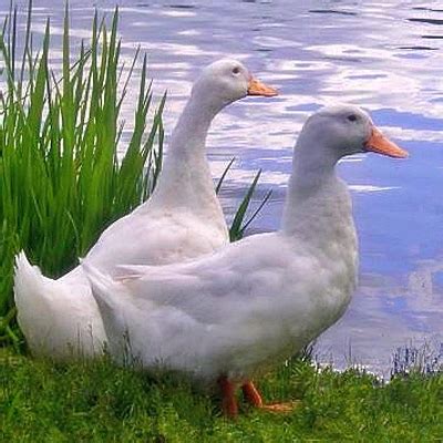 Aylesbury - Duck Breeds - Backyard Chicken Advice