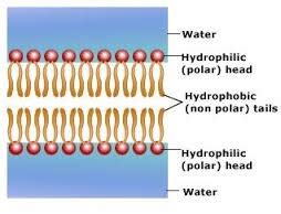 55 HD Hydrophilic Phosphate Head Function - insectza