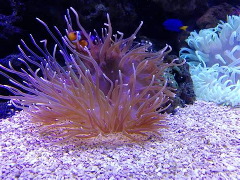11 Types of Sea Anemones to Add Movement to Marine Tanks