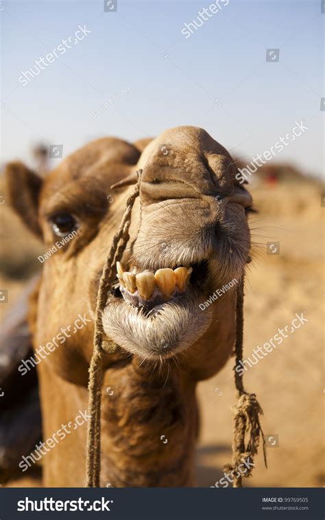 Funny Camel Face Stock Photo 99769505 : Shutterstock