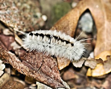 White Hickory Tussock Moth Caterpillar | Flickr - Photo Sharing!