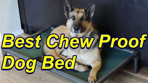 10 Best Chew Proof Dog Beds Unbaised Reviews