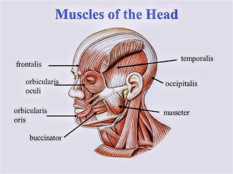 Buccinator muscle - PT Master Guide