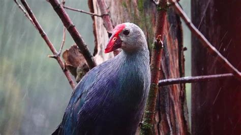 "Purple Swamphen" Images – Browse 2,800 Stock Photos, Vectors, and ...