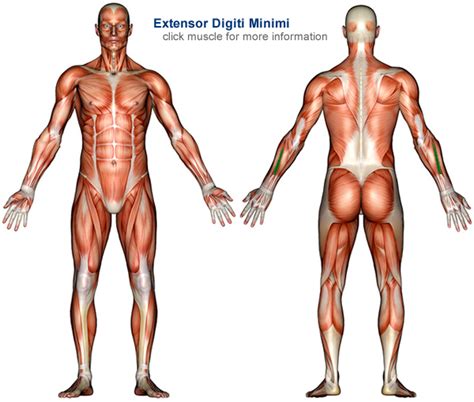 The Muscular System Human Anatomy Wall Chart Reference Poster Ricordi ...