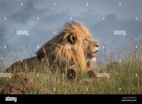 The King of the Beasts Stock Photo - Alamy