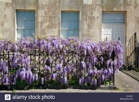 wisteria covered railing | Front garden, Wisteria, Plants