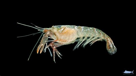 Oh, snap! What snapping shrimp sound patterns may tell us about reef ...