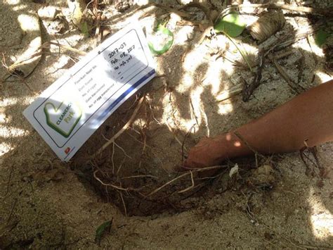 3rd Pawikan nest discovered | Edge Davao