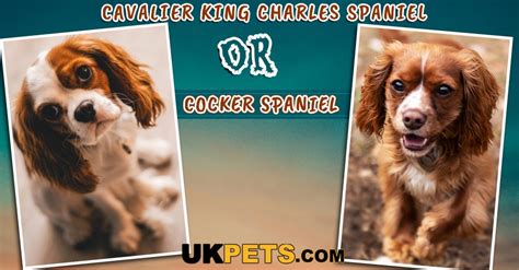 Cavalier King Charles Spaniel vs Cocker Spaniel | UK Pets