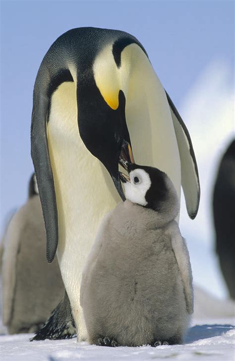 Emperor Penguin Parent Feeding Chick Photograph by Konrad Wothe