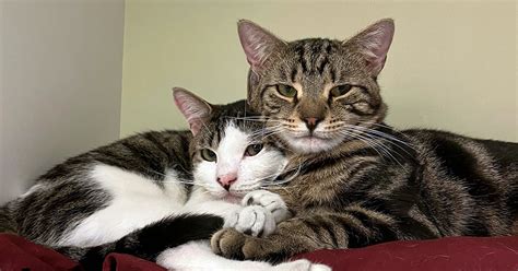 How Two Bonded Cats, Sikes and Stanley, Found the Purr-fect Home | ASPCA