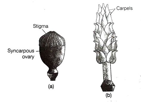 Identify the type of carpel with the help of diagrams given below