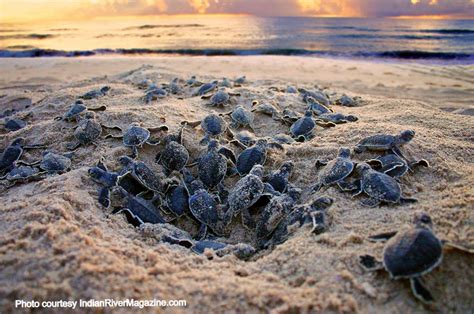 A Lowcountry Boil: When sea turtle nests hatch - Explore Beaufort SC